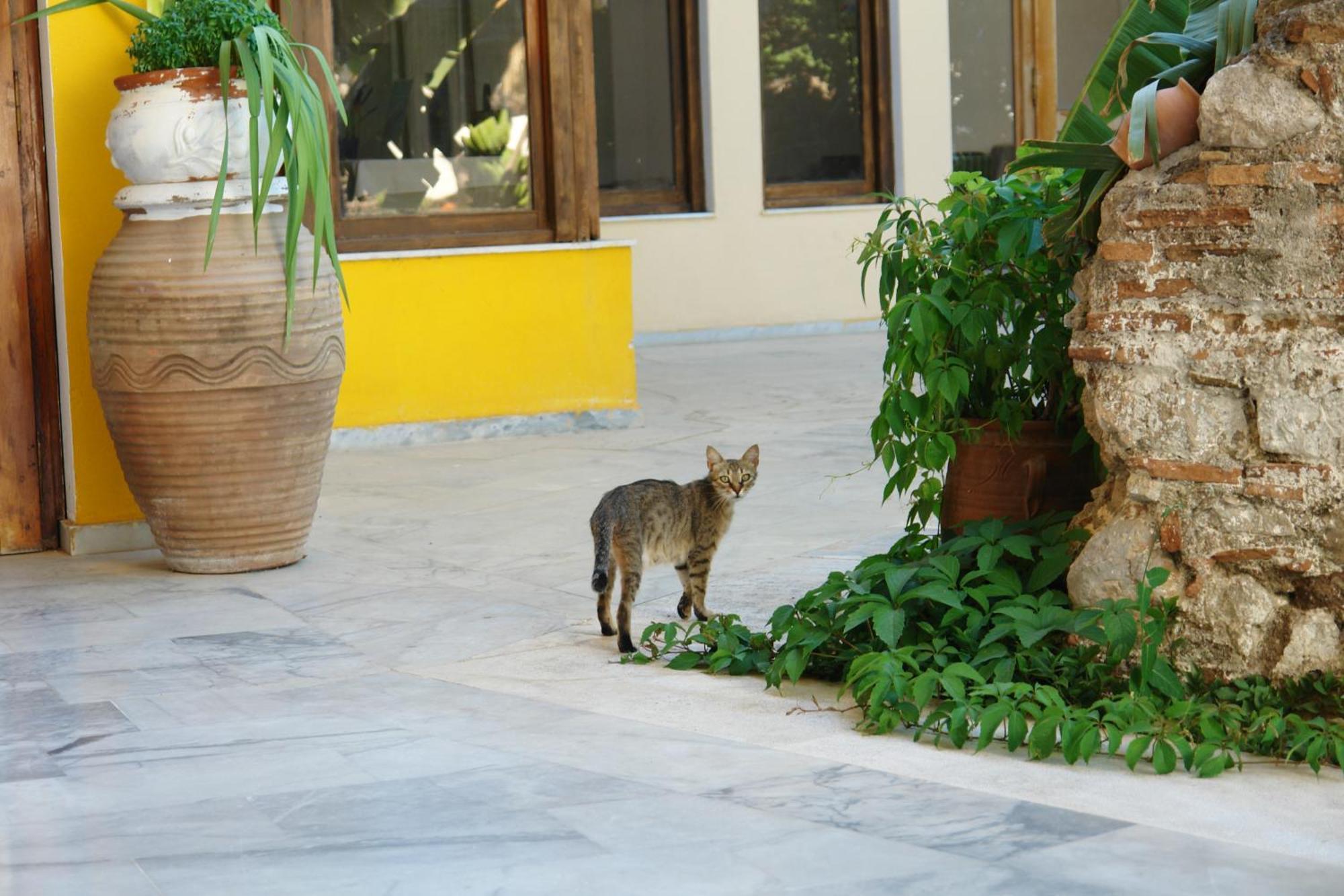 Verdelis Inn Epidaurus Eksteriør billede